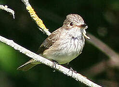 Spotted Flycatcher