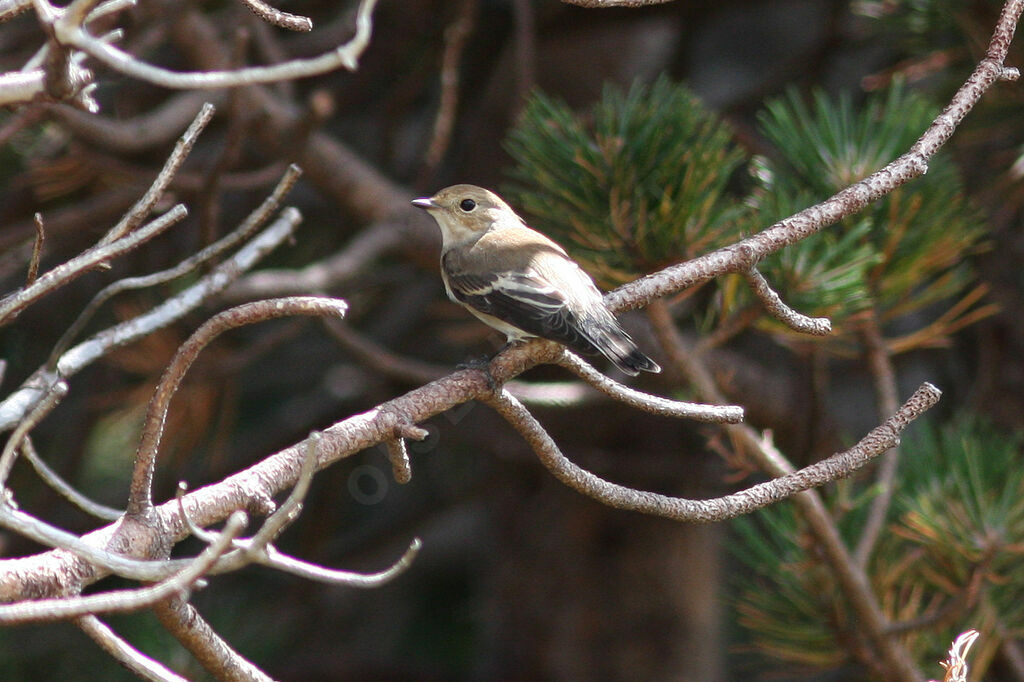 Gobemouche noir femelle adulte, identification