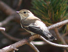 European Pied Flycatcher