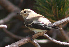 European Pied Flycatcher