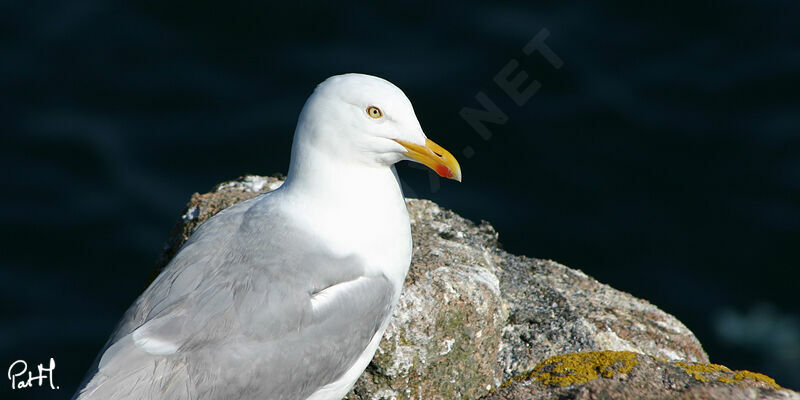 European Herring Gulladult breeding, identification