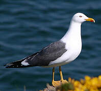 Lesser Black-backed Gull