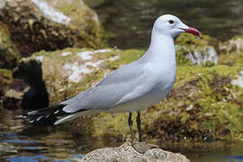 Audouin's Gull