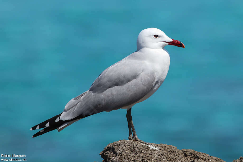 Goéland d'Audouinadulte nuptial, identification