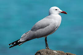 Audouin's Gull