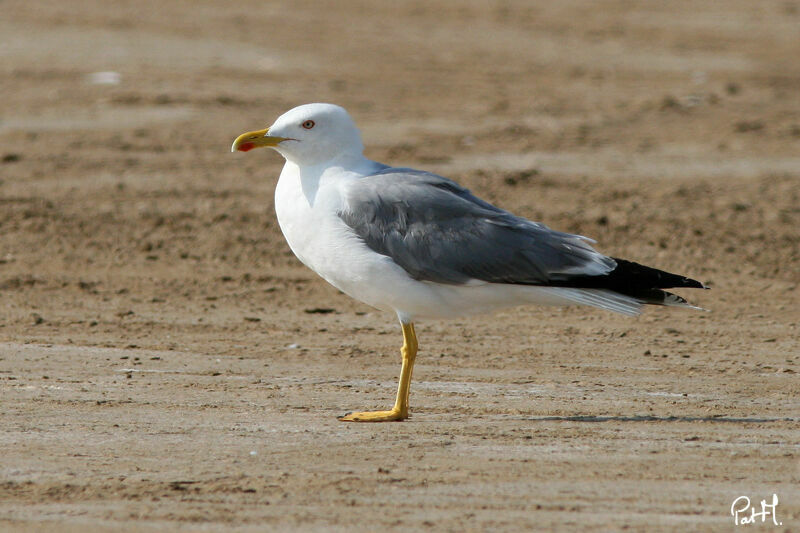 Yellow-legged Gulladult, identification