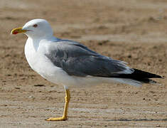 Yellow-legged Gull