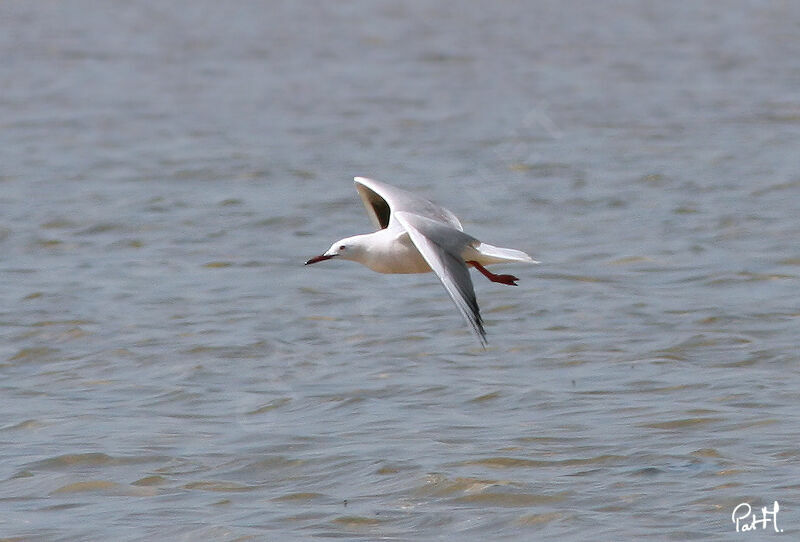 Slender-billed Gull, Flight