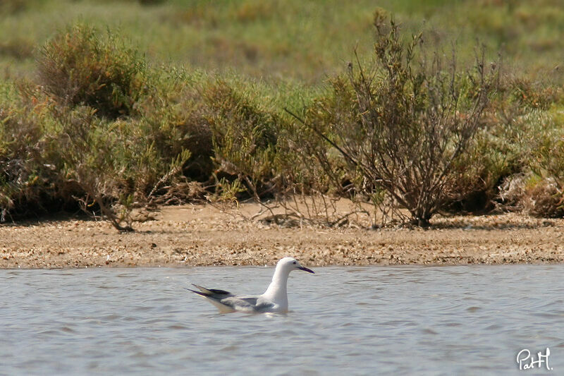 Goéland railleur, identification