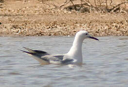 Slender-billed Gull