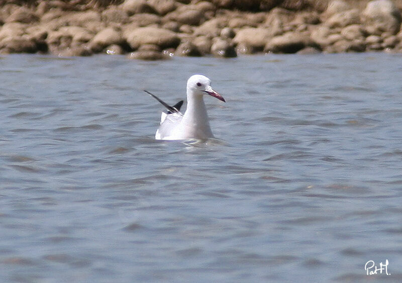 Slender-billed Gull, identification