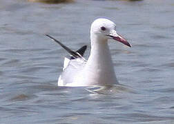 Slender-billed Gull