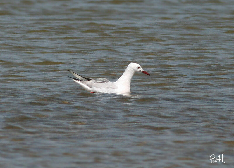 Goéland railleur, identification