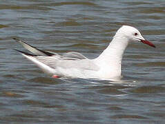 Slender-billed Gull