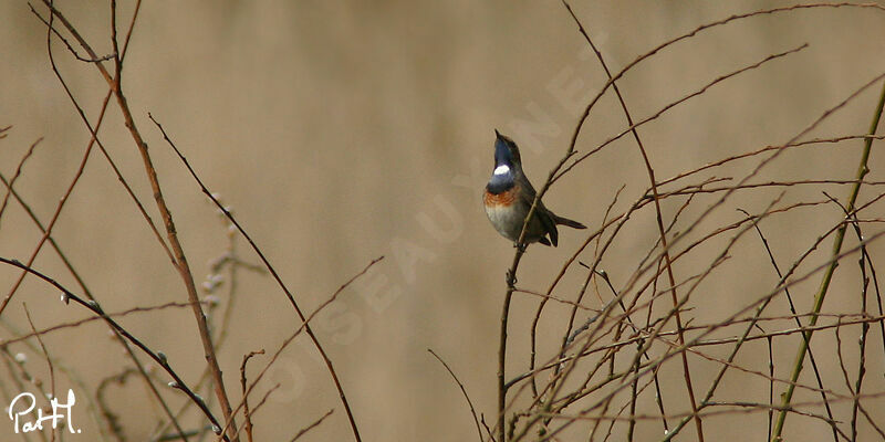 Bluethroat, identification, Behaviour