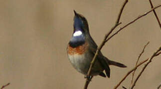 Bluethroat