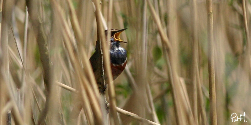 Gorgebleue à miroir mâle adulte, identification