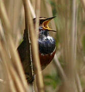 Bluethroat