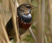 Bluethroat