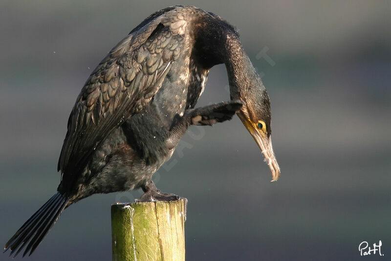 Great Cormorant, identification, Behaviour