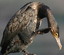 Great Cormorant