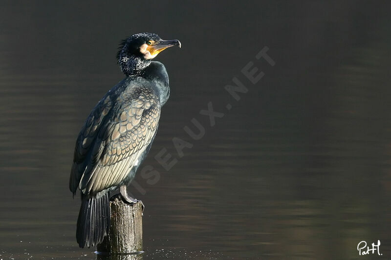 Great Cormorant, identification