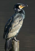 Great Cormorant