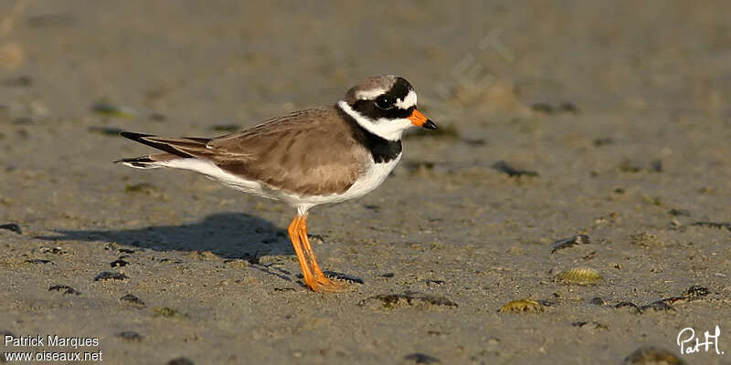 Common Ringed Plover male adult breeding, identification