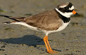 Common Ringed Plover