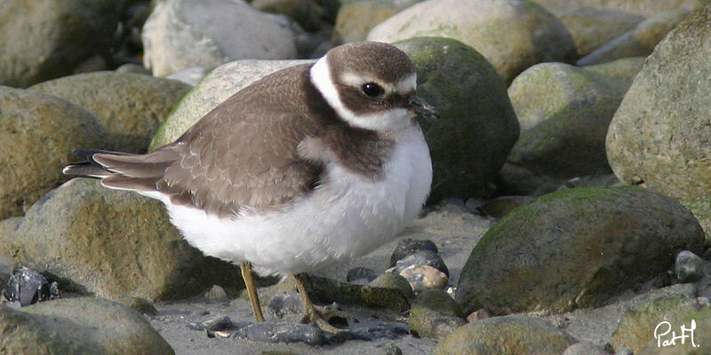 Common Ringed Ploverimmature, identification