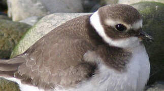 Common Ringed Plover