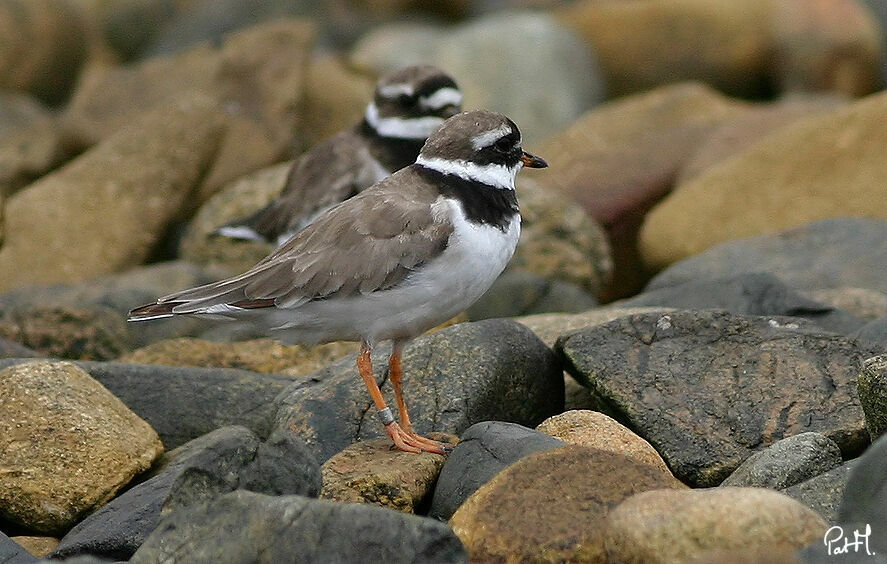 Grand Gravelotadulte internuptial, identification