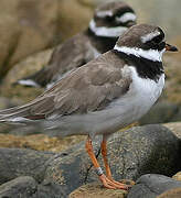 Common Ringed Plover