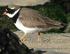 Common Ringed Plover