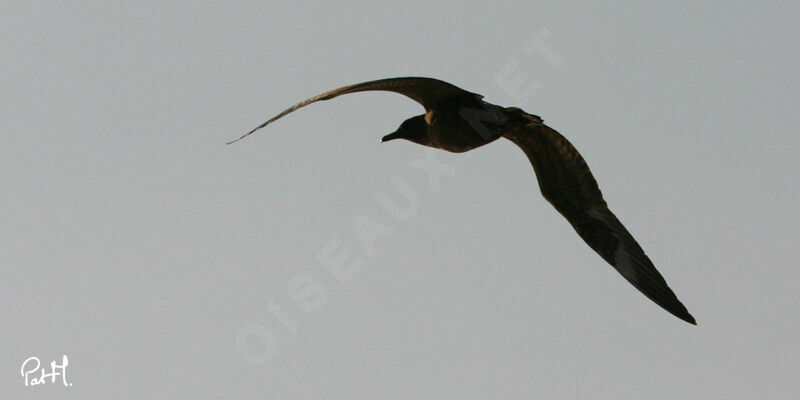 Great Skua, identification