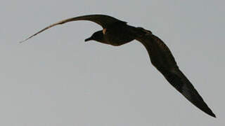 Great Skua