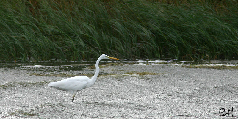 Great Egretadult post breeding, identification, Behaviour