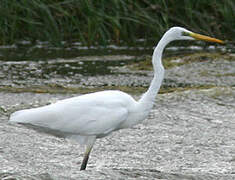 Grande Aigrette