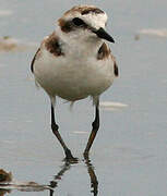 Kentish Plover