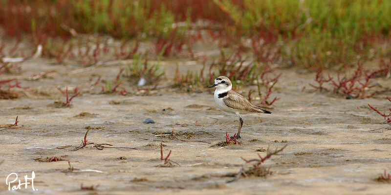 Kentish Plover, identification