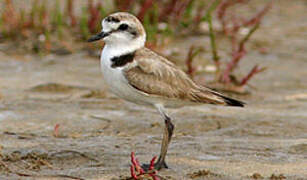 Kentish Plover