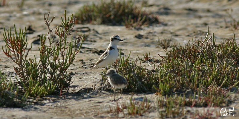 Kentish Plover, identification, Reproduction-nesting, Behaviour