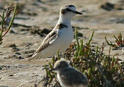 Kentish Plover