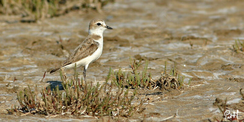 Kentish Plover female, identification, Behaviour