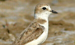 Kentish Plover