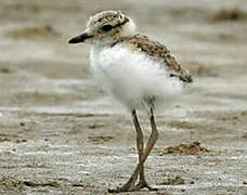 Kentish Plover