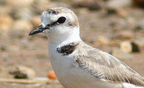 Kentish Plover