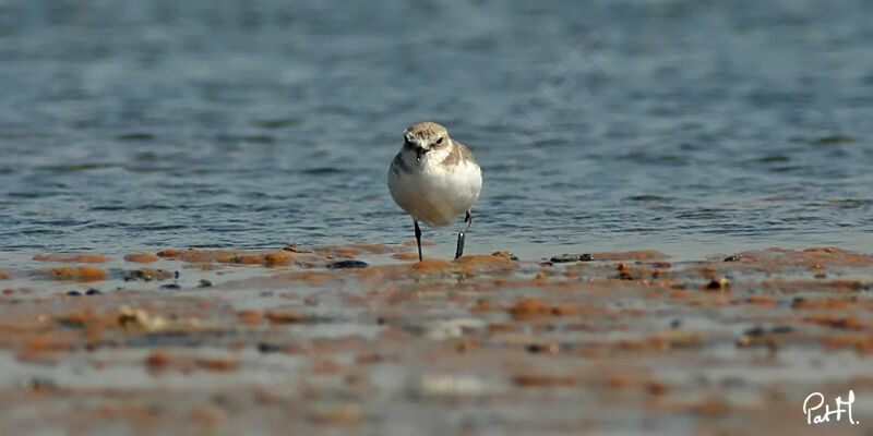 Kentish Plover, identification