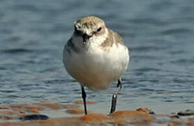 Kentish Plover