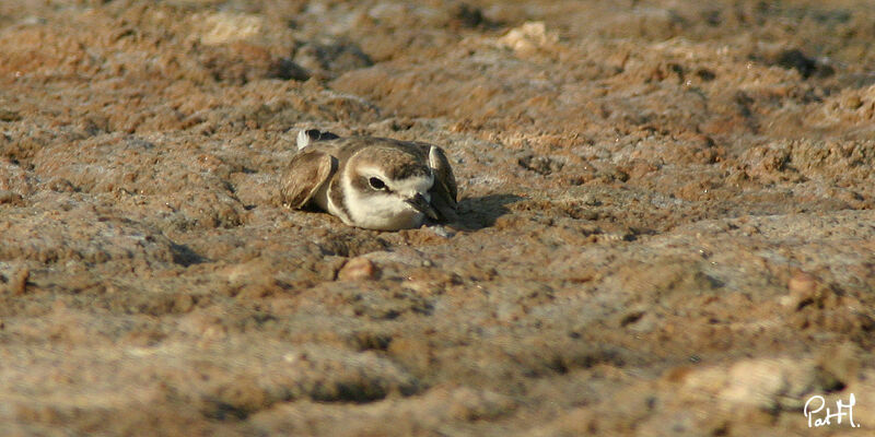 Kentish Plover female adult breeding, identification, Reproduction-nesting, Behaviour